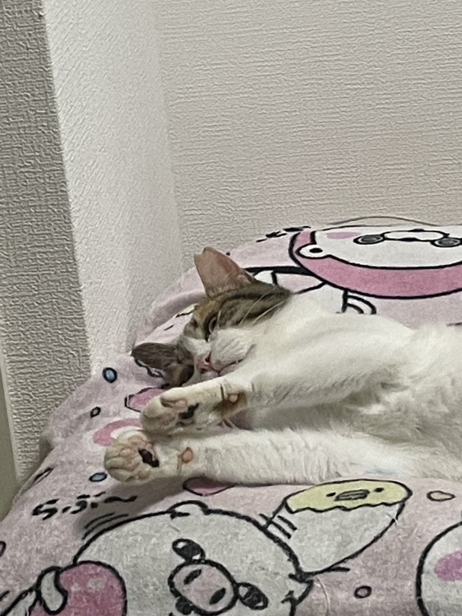 nyuangm's tweet photo. 白三毛のひめちゃんです𛰙᭜𖫴𖫰𖫱𖫳𖫲𖫲𖫳𖫴𖫰𖫱꛰ ᭜𖫴𖫰𖫱𖫳𖫲𖫲𖫳𖫴𖫰𖫱꛰♥
猫好きさんと繋がりたいです、反応でフォローします🐈🐾

 #猫好きさんと繋がりたい  #猫と暮らす生活  #保護猫  #三毛猫 https://t.co/SQK61z3nJa