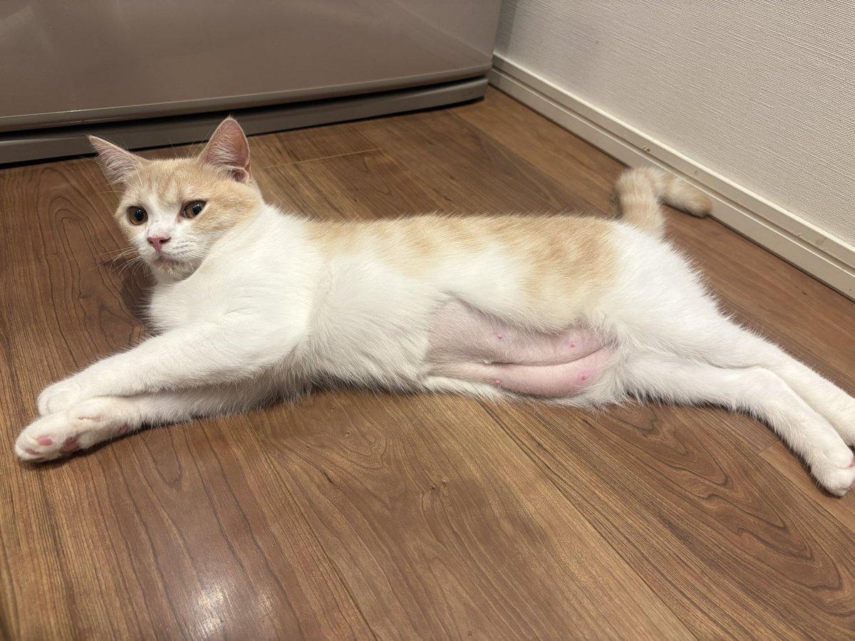 hikatanoaka's tweet photo. 「お腹にお尻ついてる！」と娘に言われた避妊手術後の猫がこちらです。 https://t.co/UOBBo1pzRI
