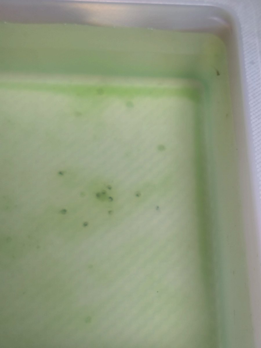 ksank_9350's tweet photo. 10匹目の孵化を確認〜🐟️
今朝までに生まれた子達は引っ越し直後に餌あげたんだけど、夕方に餌がまだ浮いてたように見えた。あげた瞬間水に広がって目に見えなくなるからわからんけど。念のため表面の水をすくってから新鮮なやつをあげなおし。おおきくなーれ！ https://t.co/npr8sB6g5s