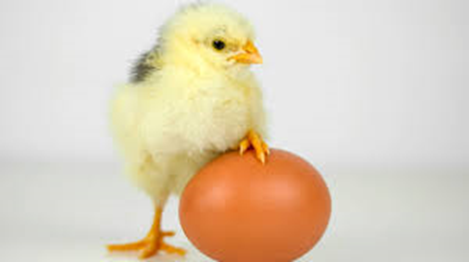 SBP_Physio's tweet photo. Fear and reduced strength impact the return to activities – Which is the chicken and which is the egg?? ‘You still have it in your mind that it happened so unexpectedly so it can happen again’ https://t.co/vZOu90KFhm