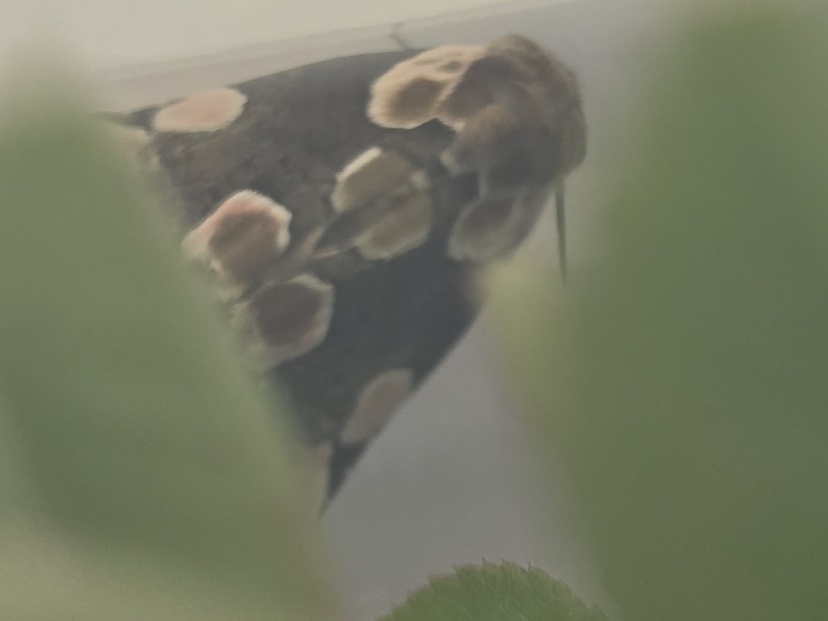 sugidokuga's tweet photo. 【固定用】
クワコ、モントガリバ、マダラエグリバ、スカシカギバなど鳥糞擬態幼虫の研究をしています。幼虫成虫ともに安定して採れずサンプリングに苦戦しております。
もしこれらのような成虫や鳥糞っぽい幼虫を見かけましたら、お手数ですがDMやチャット欄等に連絡いただけると大変助かります！ https://t.co/J9GXgkIVy9