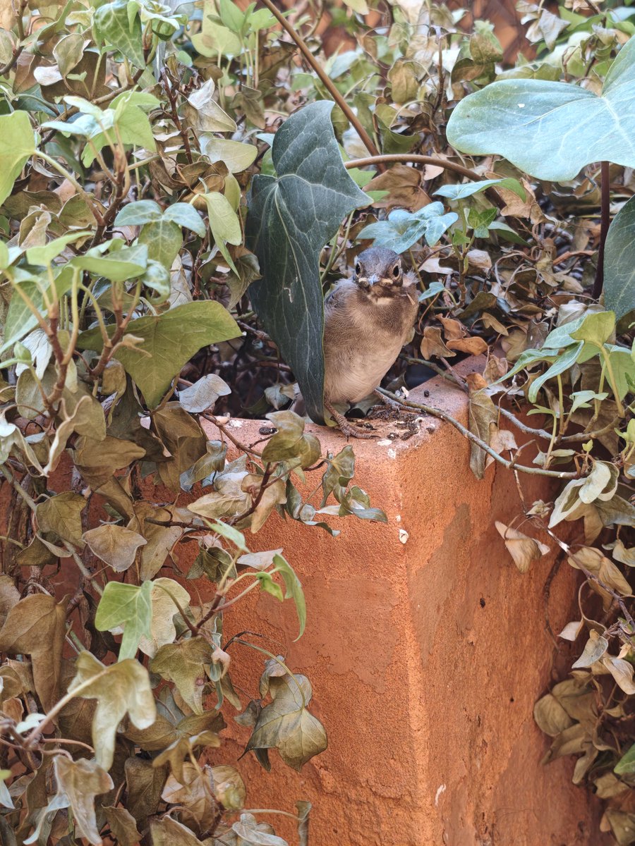 etiamr1's tweet photo. @Pajarines1 Volantones de lavanderas que ya salen de su nido que han hecho en mi jardín, eso sí, ahora tendré que recuperar la planta (la regaba poco para no molestar a la puesta 😅) y la puesta de golondrinas ya mismo cogen el vuelo 😍😍😍 mi casita es refugio ♥️ https://t.co/iQdOr5qE2A