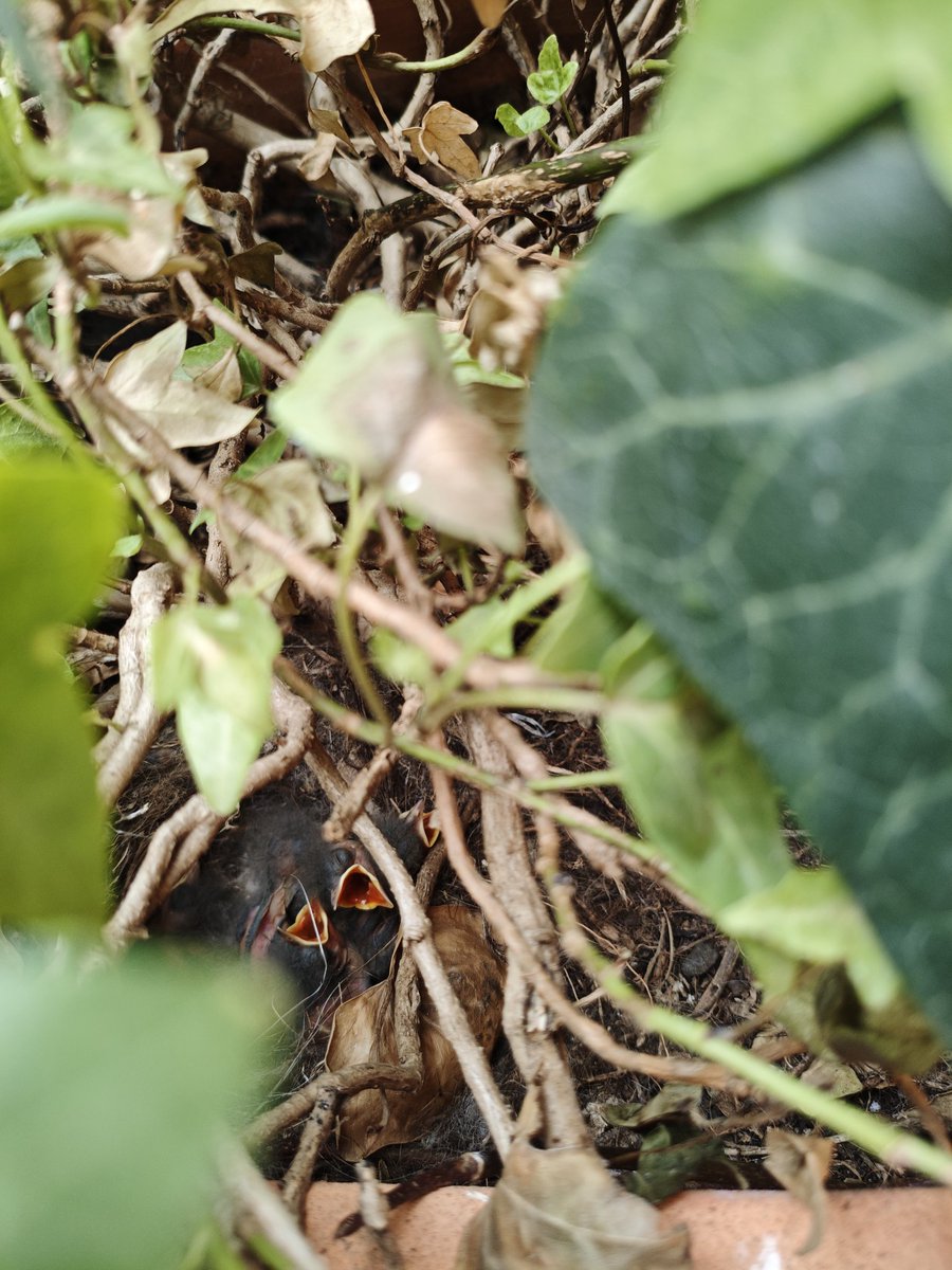 etiamr1's tweet photo. @Pajarines1 Volantones de lavanderas que ya salen de su nido que han hecho en mi jardín, eso sí, ahora tendré que recuperar la planta (la regaba poco para no molestar a la puesta 😅) y la puesta de golondrinas ya mismo cogen el vuelo 😍😍😍 mi casita es refugio ♥️ https://t.co/iQdOr5qE2A