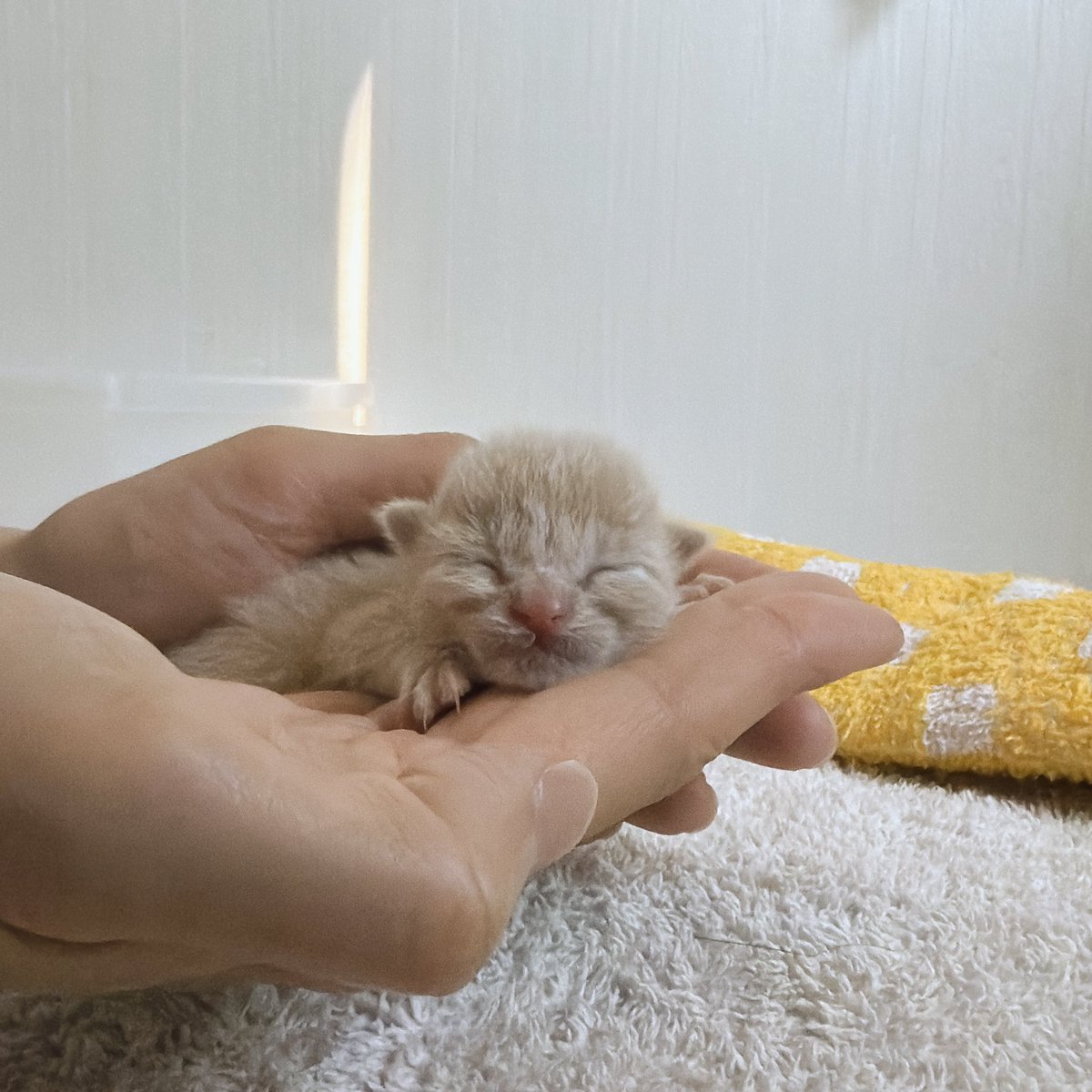 nekodeaaa's tweet photo. 100gまで
もう少し https://t.co/vQ4du1Q0k7