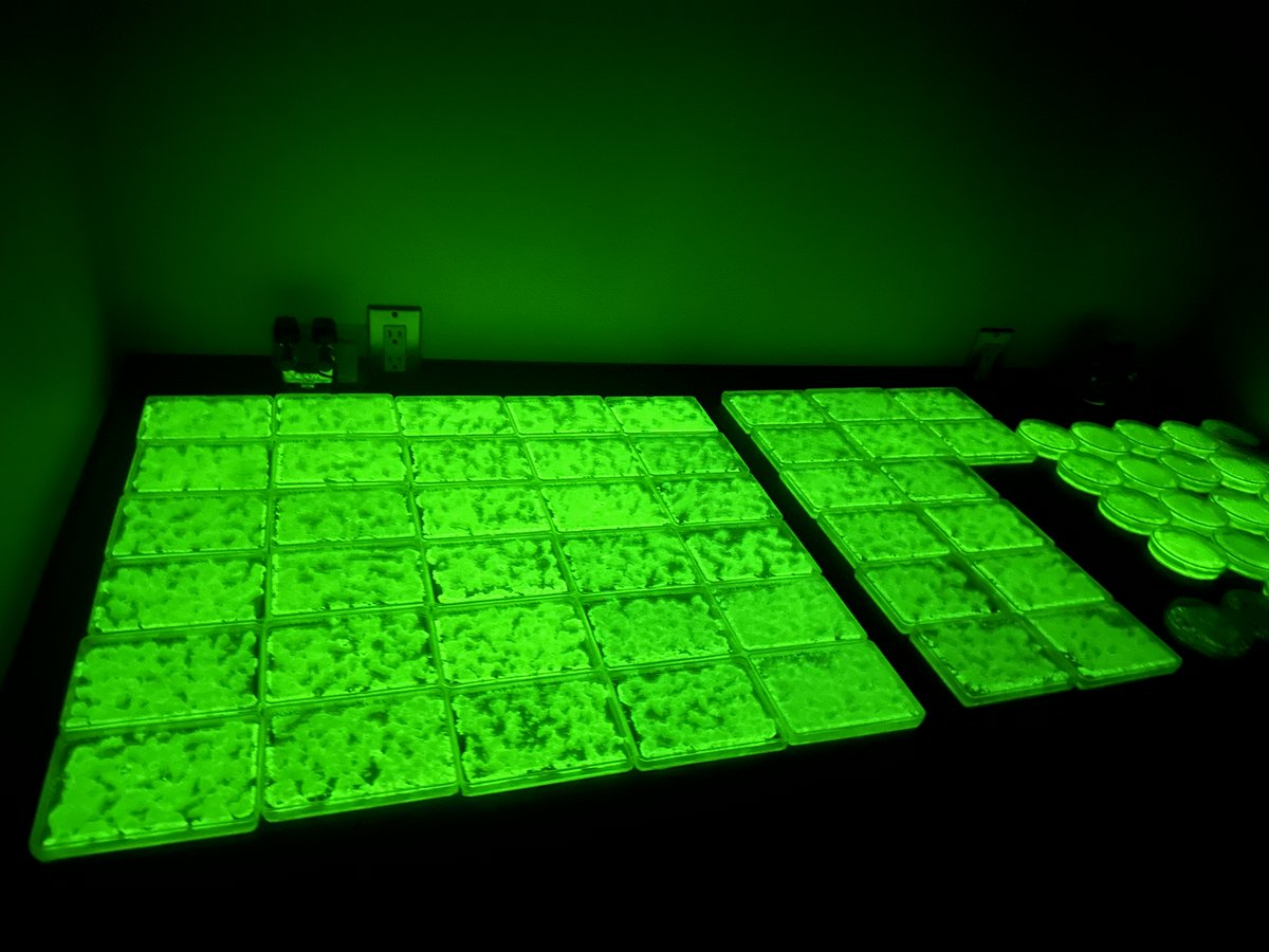 LEP_Inc_Japan's tweet photo. 明日から開催のKYOTO IVSにて、「光る植物」を展示します。暗がりの中で淡く光る、生きた植物。IVS参加の皆様、ぜひお立ち寄りください!
・東急不動産・京都iCAP ブース内（3F / G-17）
#KYOTOIVS #IVS2026 #光る植物 https://t.co/JUxiMiFWJz