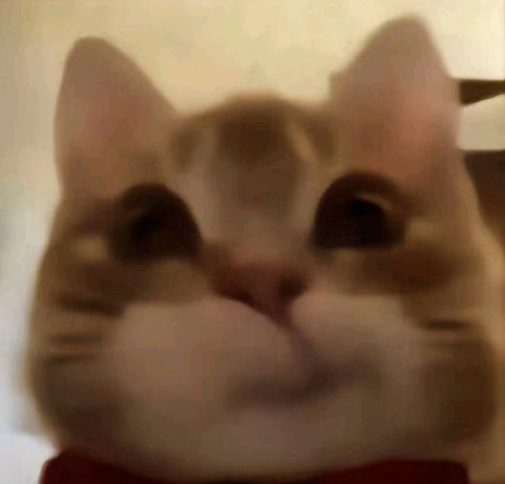 eomcoertis's tweet photo. Jjucat is real actually 

#JUHOON #주훈 https://t.co/o5qgWR3DW9