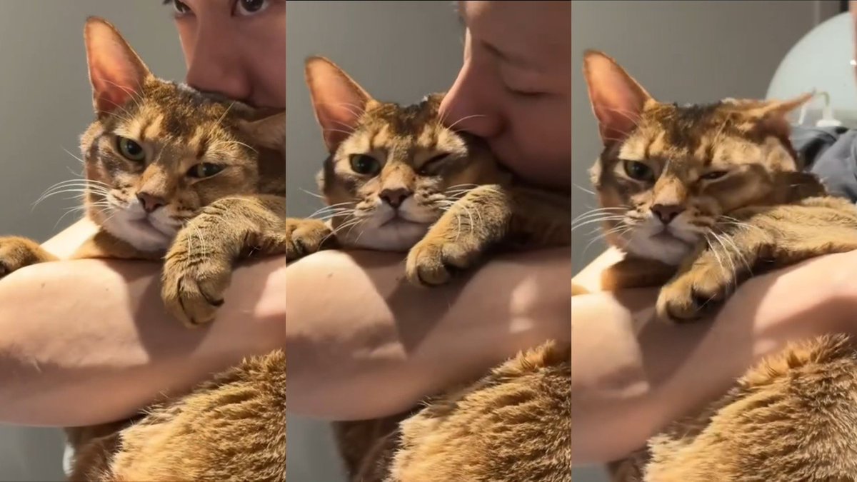 olalacool's tweet photo. สเต็ปดารา : เอียงคอ มองกล้อง โดนหอมหัว หรี่ตามอง😼

แข่งอะไรได้ก็แข่งกันไปนะงับ แต่จะมาแข่งบุญแข่งวาสนากะลีออนไม่ได้หรอกฮะ เหมียวๆๆๆ https://t.co/nazcTO2XtG