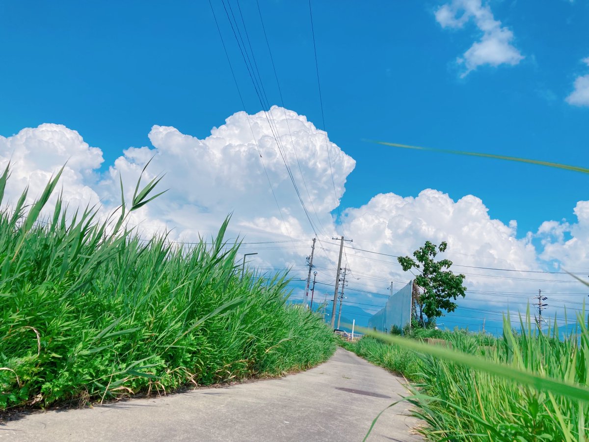 SLEEPCAT_STUDIO's tweet photo. ねこ目線の夏⛱️😺

#写真好きな人と繋がりたい #信州 #風景写真 https://t.co/79ki6m9fBe