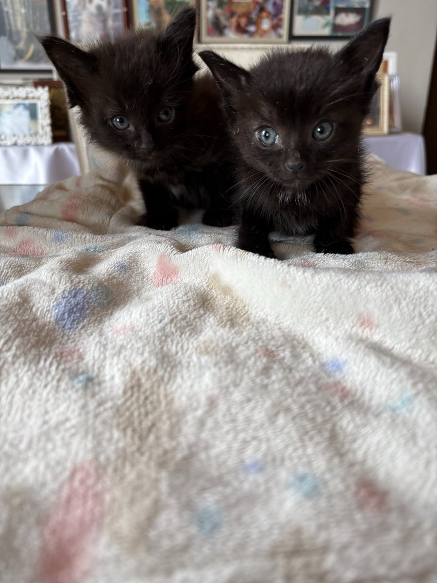 pIUTZLpK2sMuBA4's tweet photo. 里親募集

７月中旬に譲渡予定だった
２匹の子猫ちゃんは里親様の仕事の関係でキャンセルになりました。

子猫ちゃんの里親になってくれる方いませんか？よろしくお願いします🙇

#釧路　#子猫　#黒猫　#里親募集 https://t.co/tM2Z6Brwkv