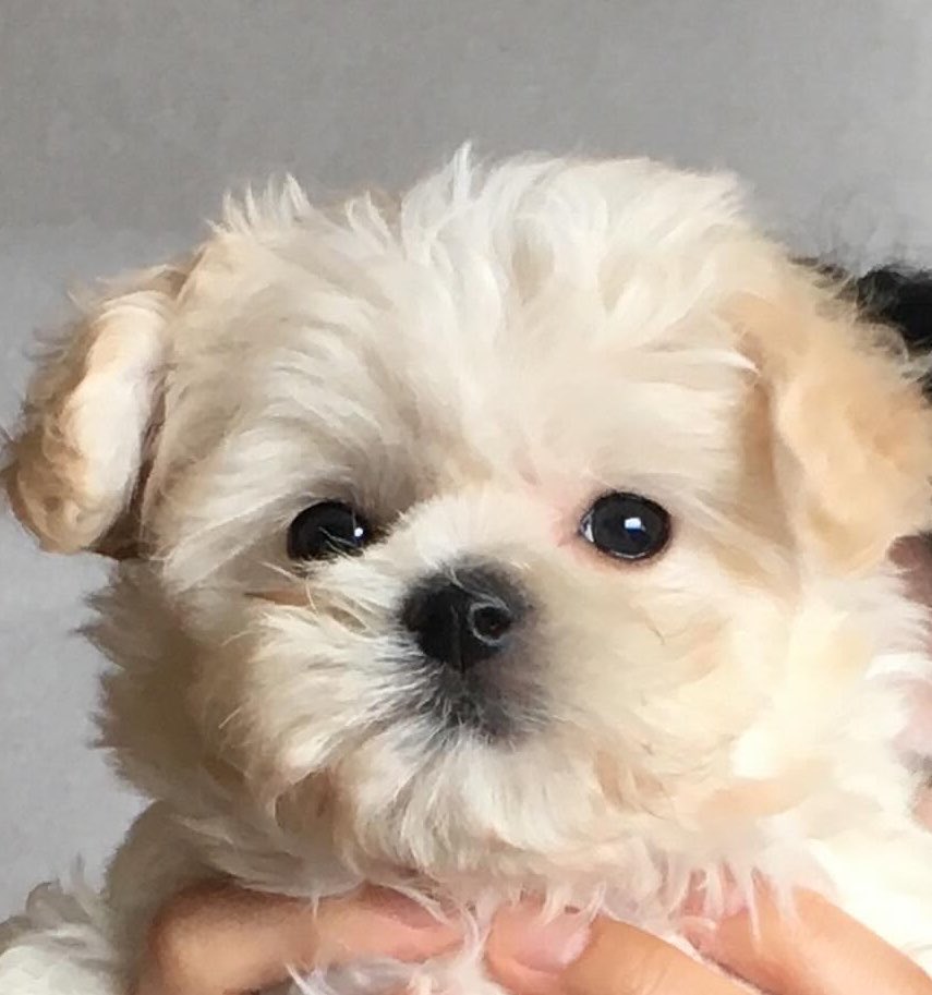 WINTER_THAILAND's tweet photo. เห เหมือนใครนะ 🐶❔ https://t.co/jqFlDug1rK