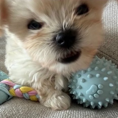 WINTER_THAILAND's tweet photo. เห เหมือนใครนะ 🐶❔ https://t.co/jqFlDug1rK
