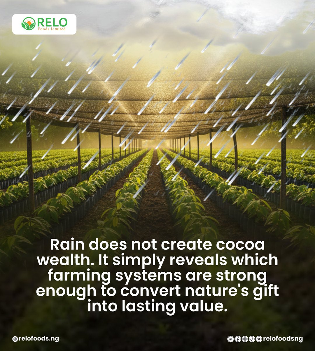 relofoods's tweet photo. Rainfall shapes cocoa production, but it is not the true advantage. The future belongs to agricultural systems that help farmers succeed whether conditions are perfect or unpredictable. 

Climate may influence the harvest. Systems determine the outcome.

 #SustainableAgriculture https://t.co/hiRTxnu0Dl