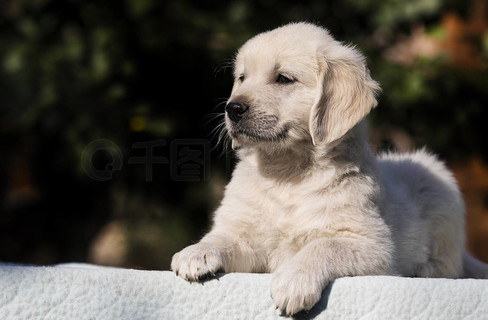 aburayan80's tweet photo. My little pup went from wobbly 8-week-old ball of fluff to zooming around the backyard in 6 months—best little growth update ever! https://t.co/5Eem5Ycytn