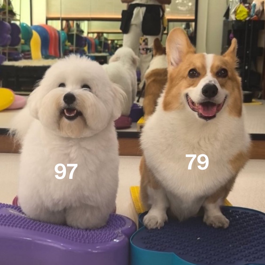 K_kac2's tweet photo. 79 vs 97 
อยู่ต่อหน้าดารา :              ในทวิต : https://t.co/G5kk7fzgwA