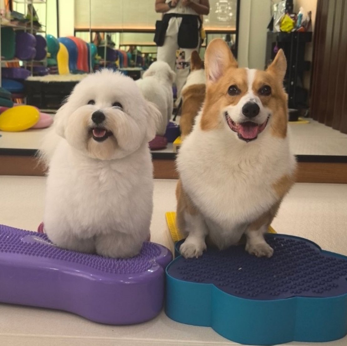 kaohometh's tweet photo. 🐶 IG Post : yawning_gang [ 30-06-2026 ] ✨

" If there are no dogs in Heaven, then when I die I want to go where they went.🥚🍚🍘 "

🔗 : https://t.co/su74wB1lJx

#supassra_sp #เก้าสุภัสสรา 
#coton_kaitom #kaotung_corgi https://t.co/3akhQ35E8z