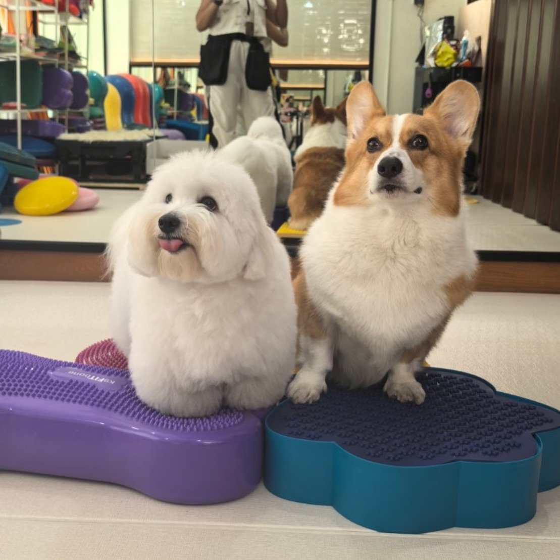 kaohometh's tweet photo. 🐶 IG Post : yawning_gang [ 30-06-2026 ] ✨

" If there are no dogs in Heaven, then when I die I want to go where they went.🥚🍚🍘 "

🔗 : https://t.co/su74wB1lJx

#supassra_sp #เก้าสุภัสสรา 
#coton_kaitom #kaotung_corgi https://t.co/3akhQ35E8z