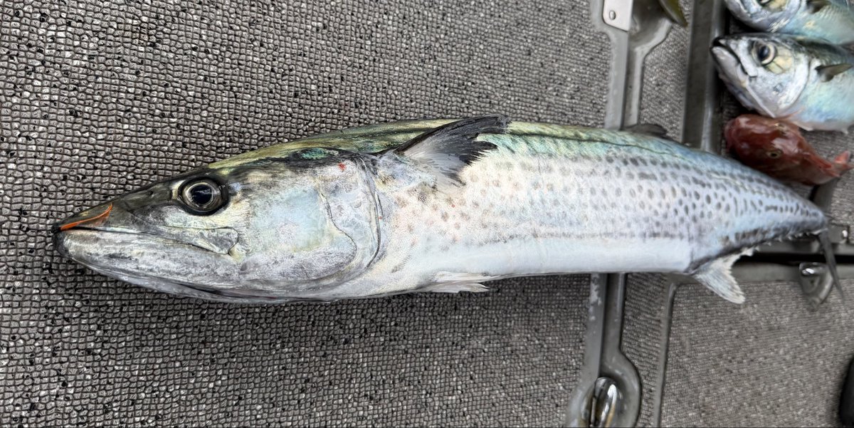 hide62473382's tweet photo. 鳴門ジギング🎣🛥️ https://t.co/2lZ91wKZKm