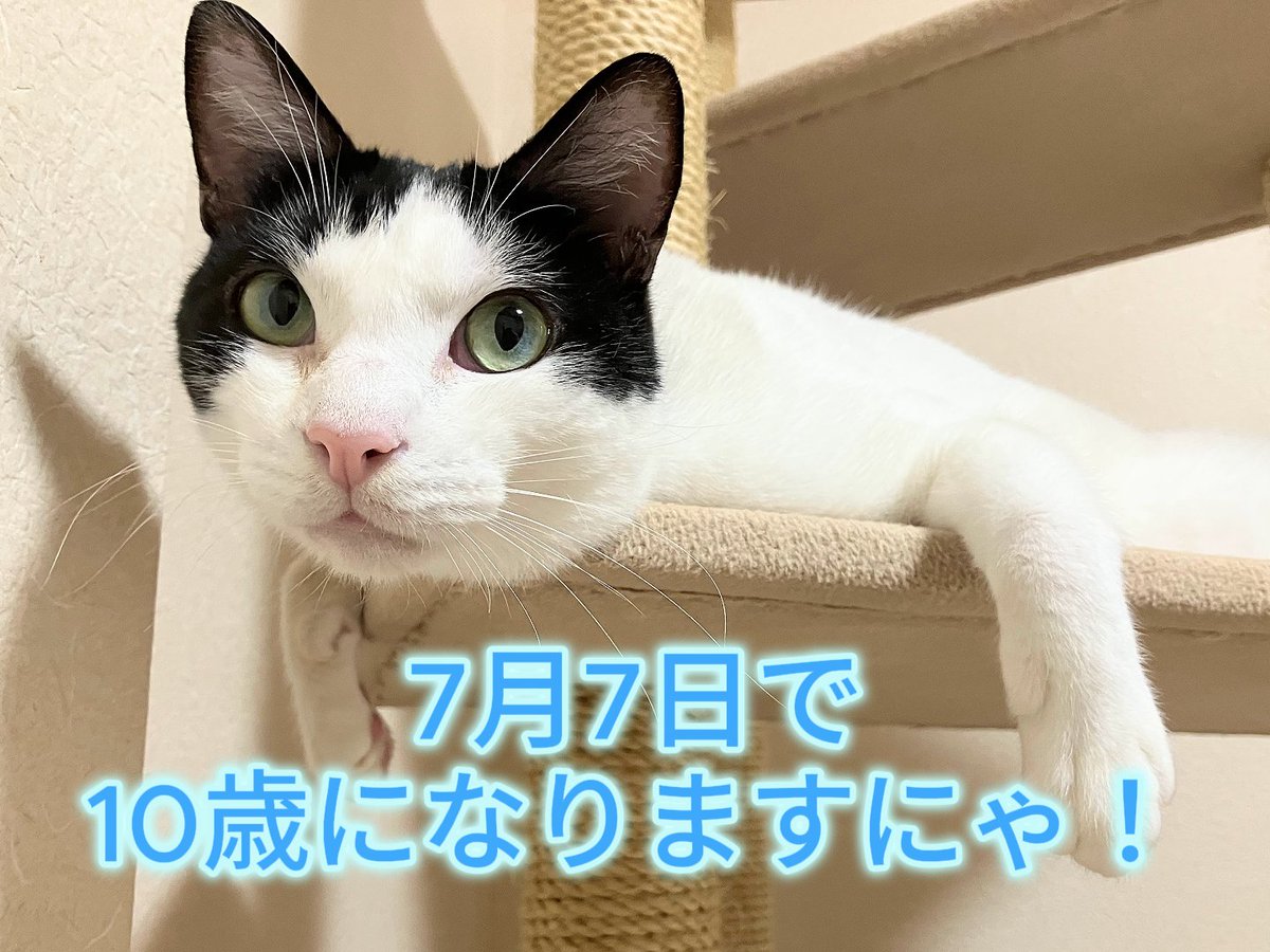 wanekocafe's tweet photo. 7月7日は、和猫かふぇのビジュアル担当「はく」君の10回目のお誕生日です🎉
お部屋もバースデー仕様に模様替えしました。

しかし…お誕生日当日の7日は、まだ1件しかご予約が入っておりません🤣
皆様ぜひはく君「お誕生日おめでとう」を伝えに来てくださいね！ご予約お待ちしております🥰 https://t.co/d9JvN1v2yk