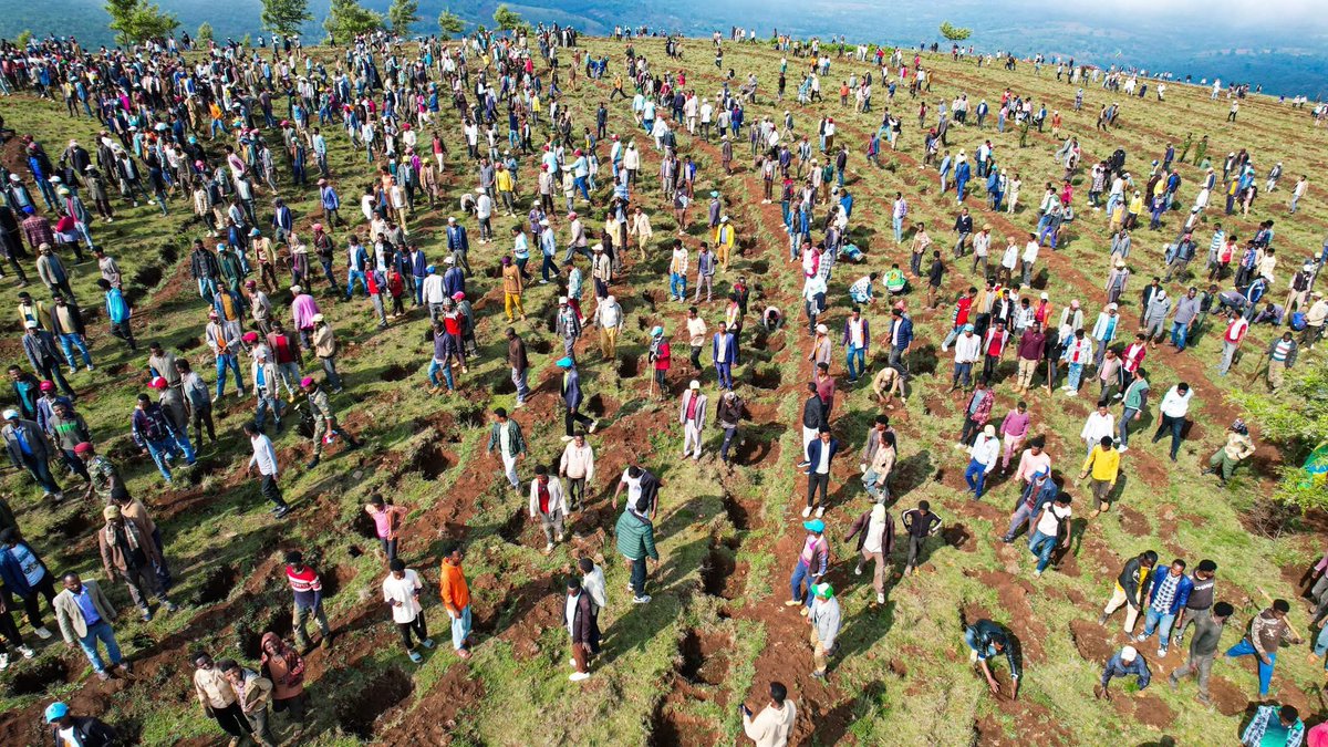 EthioAmbTR's tweet photo. The Green Legacy planting campaign has commenced in the Waliso Tullu Kormera district of the Southwest Shewa Zone.
#GreenLegacy #Ethiopia #Waliso #SustainableDevelopment https://t.co/OIP02SltDT