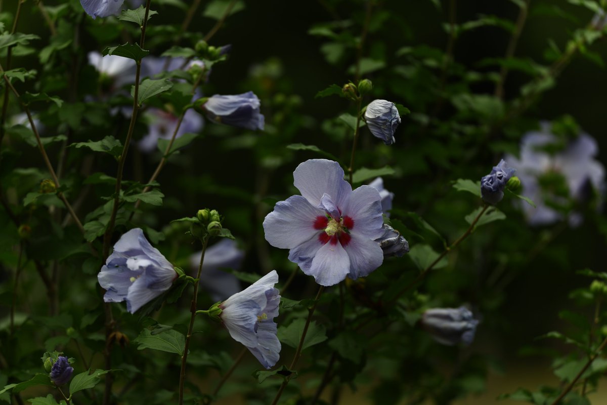 ParksJindai's tweet photo. 6/30　むくげ園では開花している品種が増えてきました。#ムクゲ　’リトルトミー’　’ピンク・デライト’　’ブルーシフォン’　’ブルーバード’　#神代植物公園　広報 https://t.co/4hprFDgY7x