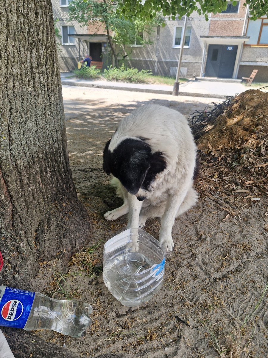 CwAlaska's tweet photo. Friendly reminder: якщо є змога - дайте води і їжі тваринам на вулиці (води важливіше). Їм також тяжко в цю спеку ❤️‍🩹 https://t.co/gx35S7z9Ra