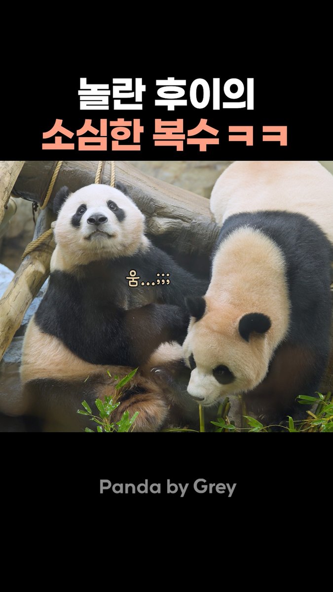 Panda_by_Grey's tweet photo. 놀란 후이의 소심한 복수 ㅋㅋ 😆😍
루이는 단지 후이랑 놀고 싶을 뿐이고...
후이는 조금 겁이 많을 뿐이고...
각기 다른 개성을 갖은 울 귀여운 둥둥이들 💜🩷

[쇼츠영상] https://t.co/xFbC6VMJGL

#루이바오 #후이바오 #ruibao #huibao #睿宝 #辉宝
@Panda_by_Grey https://t.co/FGsGeV8C9t
