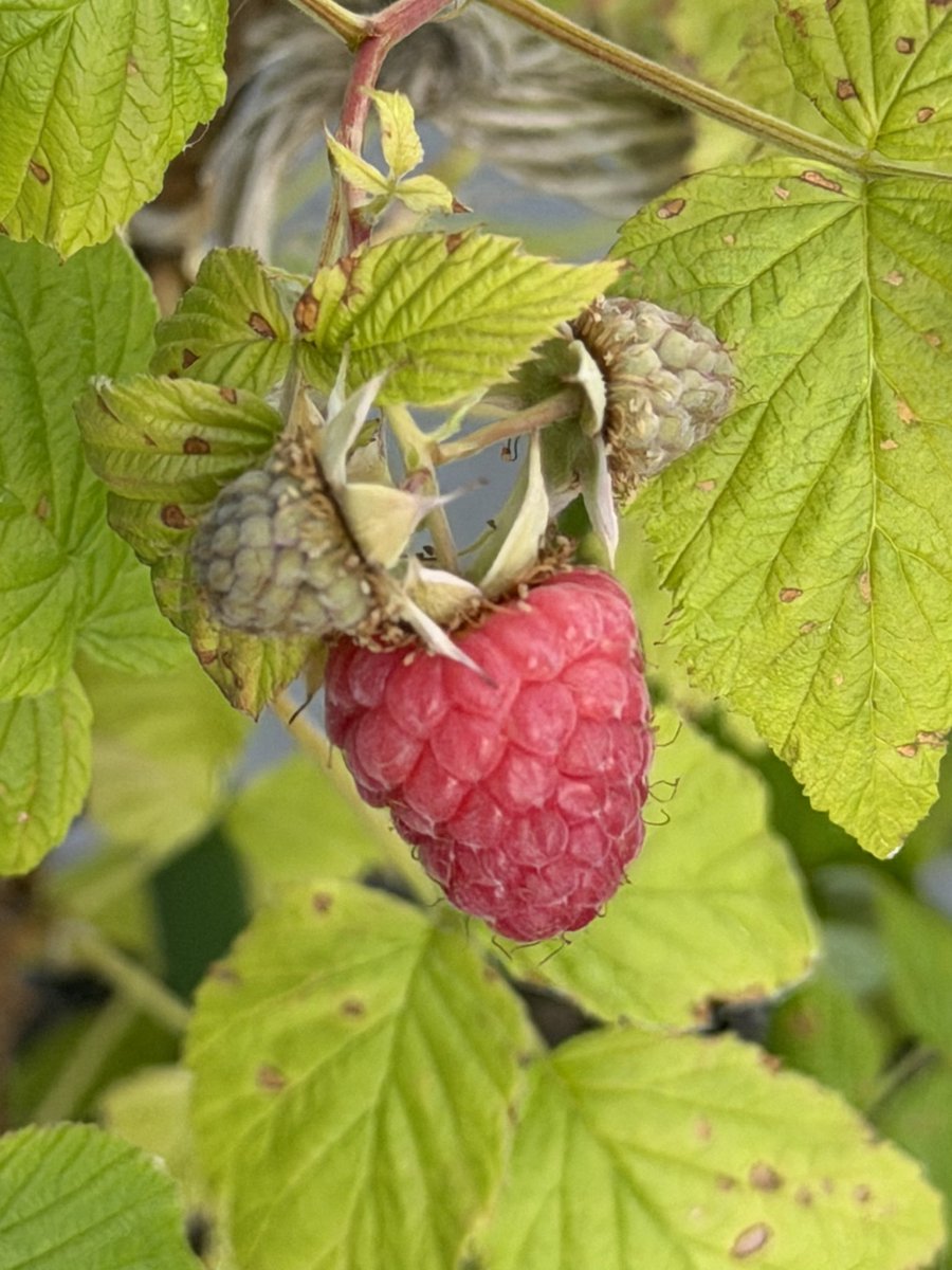 odate_raspberry's tweet photo. トゥラミーンが赤くなって来ました。
形は良いのですが味がボコボコトゥラミーンに比べてイマイチで今年は組織培養に出さない予定です。
来年には別の2系統が結実すると思うのでそっちに期待です。 https://t.co/kbRjFeTTVr