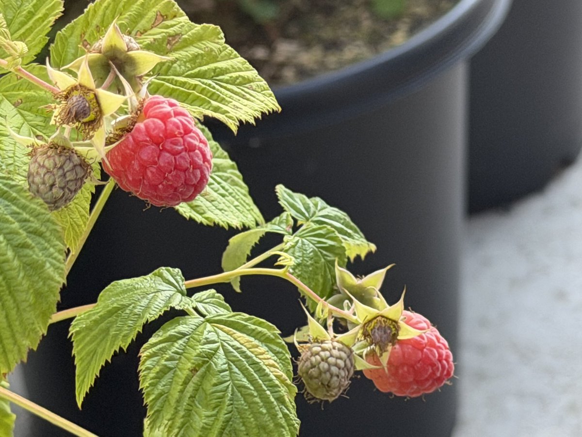 odate_raspberry's tweet photo. トゥラミーンが赤くなって来ました。
形は良いのですが味がボコボコトゥラミーンに比べてイマイチで今年は組織培養に出さない予定です。
来年には別の2系統が結実すると思うのでそっちに期待です。 https://t.co/kbRjFeTTVr