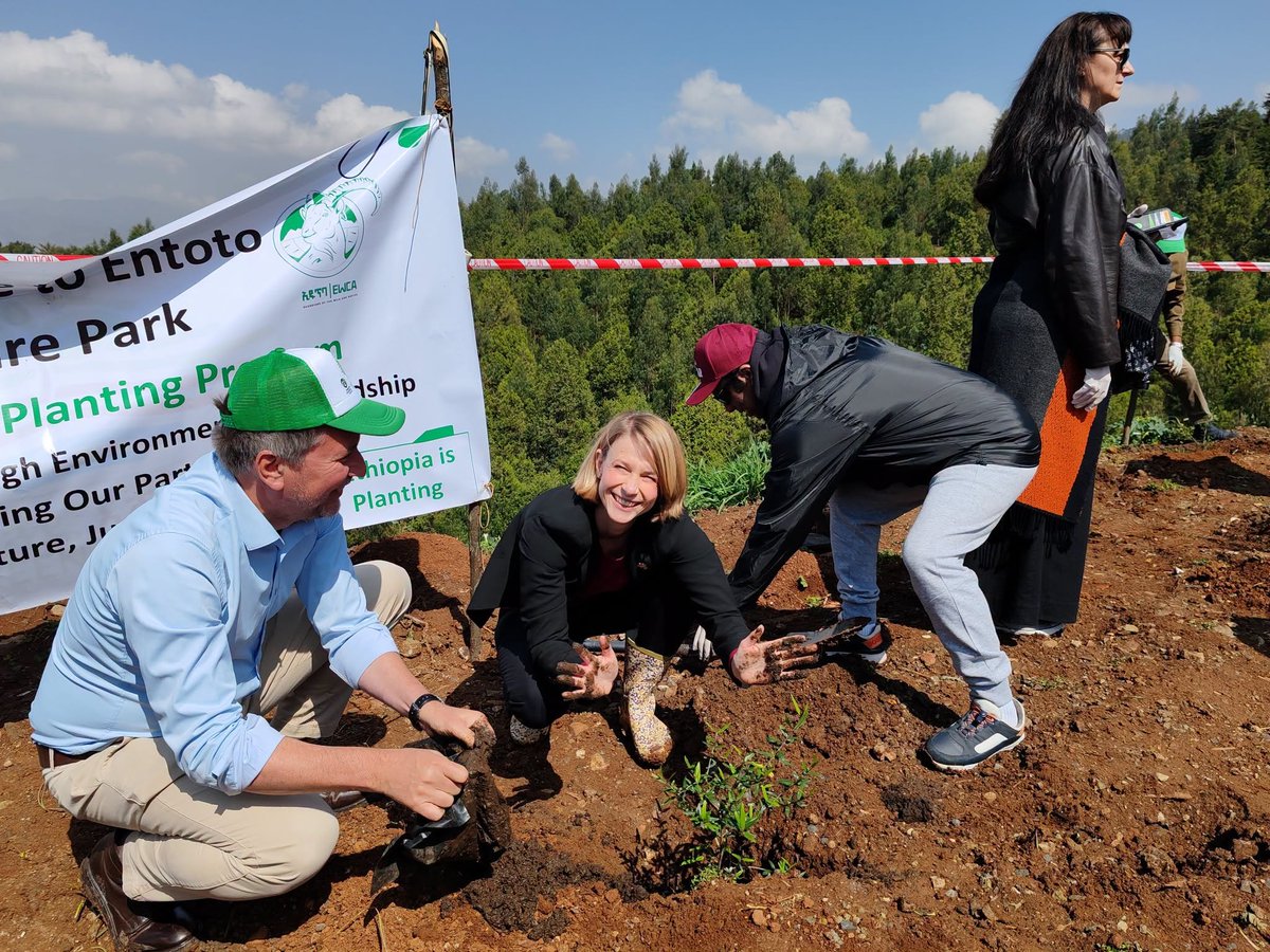 ETEmbassyMGQ's tweet photo. Members of the diplomatic corps and representatives of international organizations based in Addis Ababa joined Ethiopia's Green Legacy Initiative (GLI) by planting seedlings at Entoto Park, reaffirming their support for environmental conservation &amp; climate action.
#ClimateAction https://t.co/aKutDsqxqz