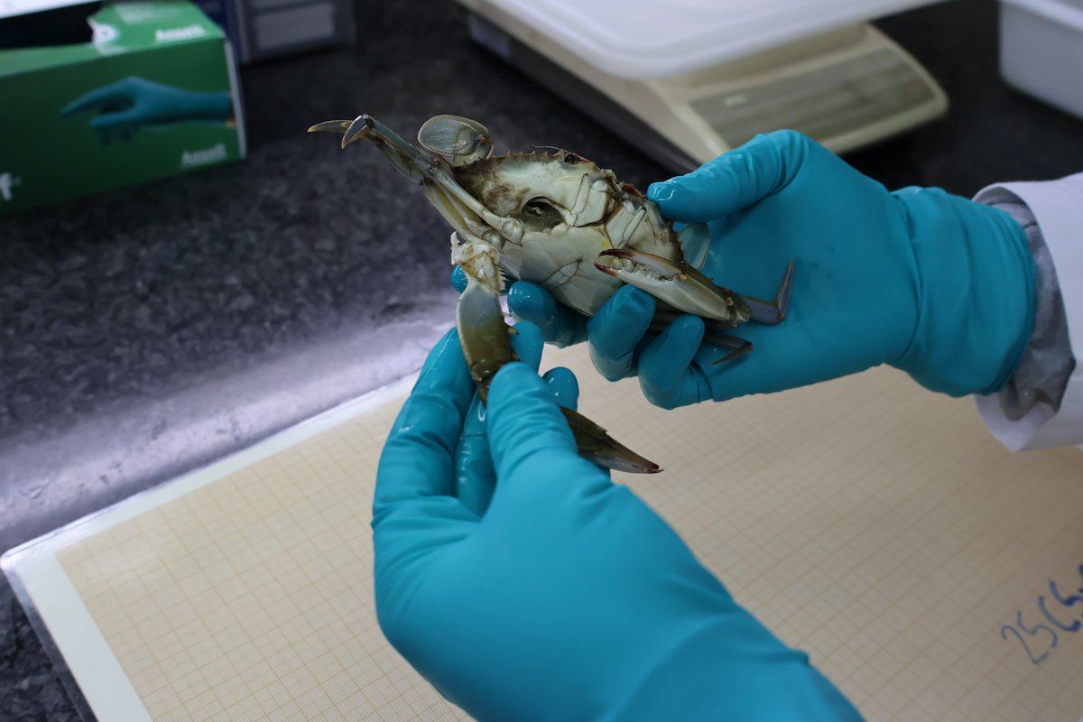 IEOoceanografia's tweet photo. 🦀 El #IEO_CSIC analiza el papel del cangrejo azul como indicador de contaminación por #microplásticos

El total de los cangrejos analizados contenían microplásticos en su organismo

🔗 https://t.co/QVRkC0dRhx https://t.co/rVh9w5QOgn