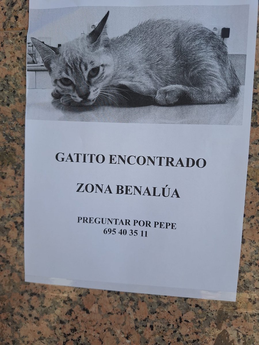 AcofalX's tweet photo. URGENTE GATITO ENCONTRADO EN BARRIO DE BENALUA (ALICANTE) https://t.co/5LDY9A3ddi