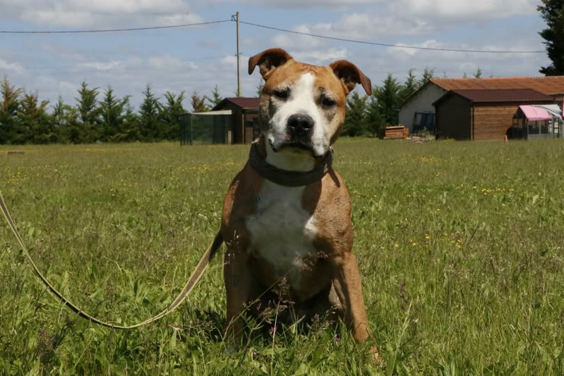 BRINDILLE851's tweet photo. Facebook
SPAGA

 LE 17 JUILLET, AVA N'AURA PLUS NULLE PART OÙ ALLER. 
 Actuellement en pension (63 Famille d'accueil ou adoptants recherchés partout en France
Le compte à rebours est lancé.
 Le 17 juillet.
C'est la date à laquelle Ava risque de se retrouver sans solution.
Sa pension ne pourra plus la garder.
Et aujourd'hui...
Nous n'avons toujours personn
 AVA
 Femelle Amstaff – 6 ans
 Douce
 Calme
 Très proche de l'humain
Propre
 Non destructrice
 Ententes :
 OK mâles
 Stérilisée
 Vaccins à jour
 Évaluation comportementale OK
Vous connaissez déjà son histoire.
Après l'incarcération de son propriétaire, nous l'avons prise en charge pour lui éviter la fourrière.
Elle avait enfin trouvé une famille.
Puis tout s'est effondré.
À cause d'un ulcère à l'œil qui modifiait son champ de vision, un incident est survenu et l'adoption a été annulée.
Depuis...
Ava attend.
Dans un box.
Chaque jour.
 Aujourd'hui, il ne lui reste plus beaucoup de temps.
Le 17 juillet approche.
Et nous refusons d'imaginer qu'elle puisse se retrouver sans solution.
 Nous recherchons en urgence :
 Une famille d'accueil
 Ou mieux encore, une famille pour la vie.
 Chien de catégorie 2.
Pour les familles d'accueil, il est rappelé que l'article L.211-14 du Code rural prévoit que les obligations liées au permis de détention et à l'attestation d'aptitude ne s'appliquent pas aux personnes détenant temporairement le chien à la demande de son propriétaire ou de son détenteur légal.
Ce point ne doit donc pas être un frein.
 Formulaire en commentaire épinglé.
 Une fois le formulaire envoyé, merci de nous adresser un message privé.
 Tant que cette publication est en ligne, Ava attend toujours sa famille.
 Partagez encore.
Parce que le 17 juillet approche...
Et qu'Ava ne doit pas se retrouver sans solution.