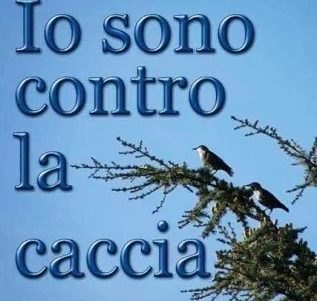 gianni_runco's tweet photo. Io sono contro questo obbrobrio di legge sulla caccia caccia...  NO AL DDL SPARATUTTO... 💩🤮 @GiorgiaMeloni #IoMiOppongo #noddlcaccia #stopcacciaselvaggia #Melonibugiarda #GOVERNODELLAVERGOGNA #animalrights #crueltyfree #Vegan #animallovers #veganworld #empatia #biodiversita https://t.co/KNj1bwT3LI