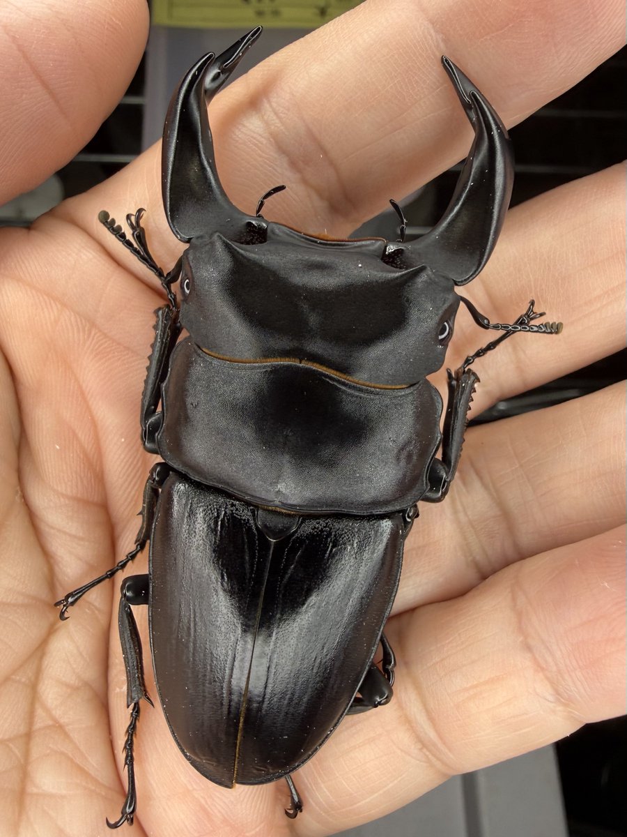カマサザエのランプ　値下げしました ルカニダエ (@cyberdorcus) / Posts / X