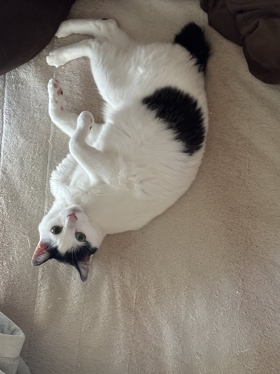 Geo_NS_'s tweet photo. 今日のマルと晩ご飯
冷やし担々麺うまし
#猫　#猫のいる暮らし https://t.co/HFFNRtgptX