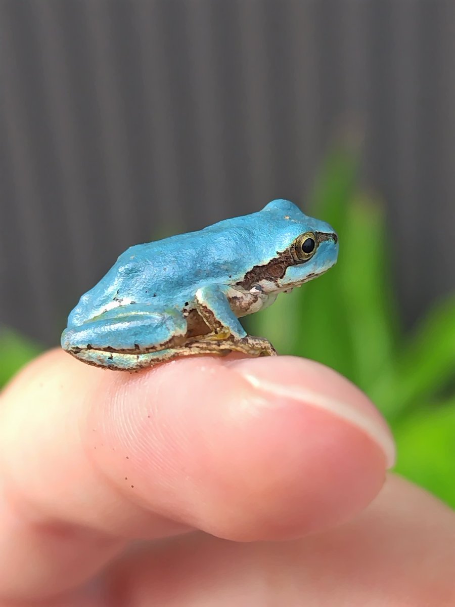 あむーる 青いカエルを飼ってるよん♡ tweet media