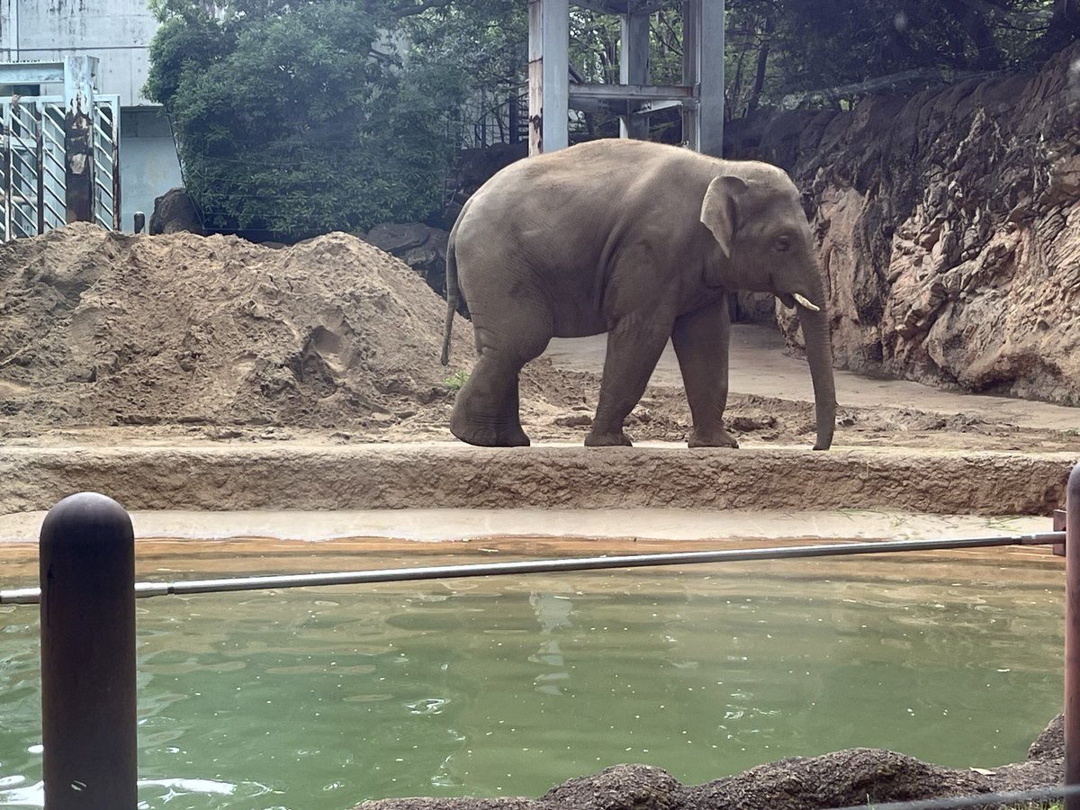 makikamata's tweet photo. 今日はかなり歩きました！

#上野動物園 https://t.co/pitDUVEKHF