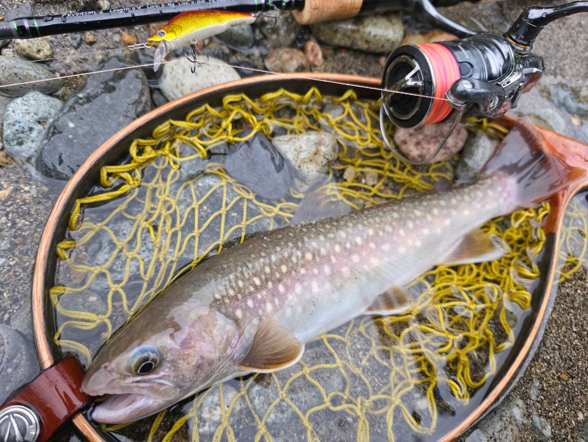 tiemco_trout's tweet photo. 【スタッフ釣果情報】

岐阜のフィールドスタッフ川瀬紀之さん
パスプルーバーPRV59SML-2とナビア62FSで飛騨川支流の尺イワナ

｢ナビア62FSで押しが強い流れでも浮き上がらずにボトムを攻略できました！｣

#tiemco #ティムコトラウト #トラウトルアー #パスプルーバー #ナビア62FS https://t.co/r3XiXutU1I