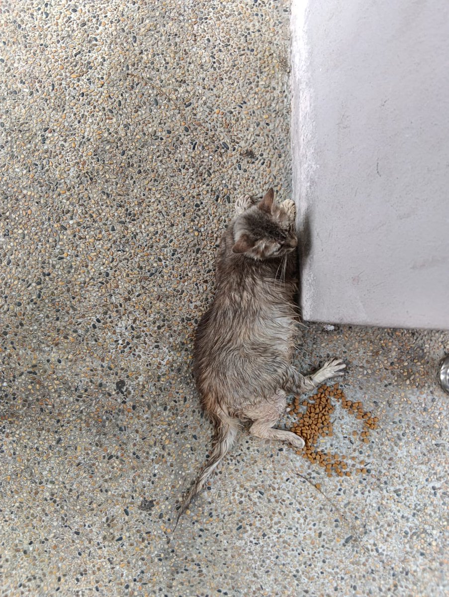 Onnoff5's tweet photo. Assalamualaikum, dengan rendah diri boleh saya nak open donation untuk kucing jalanan yang saya jumpa pagi tadi di pasar makanan balik pulau, kucing ini dijumpai dengan tulang terkeluar. Saya dah bawa pergi vet, dr kata kena buat surgeri potong kaki sbb tulang dia dah terkeluar https://t.co/LWCultmCLE