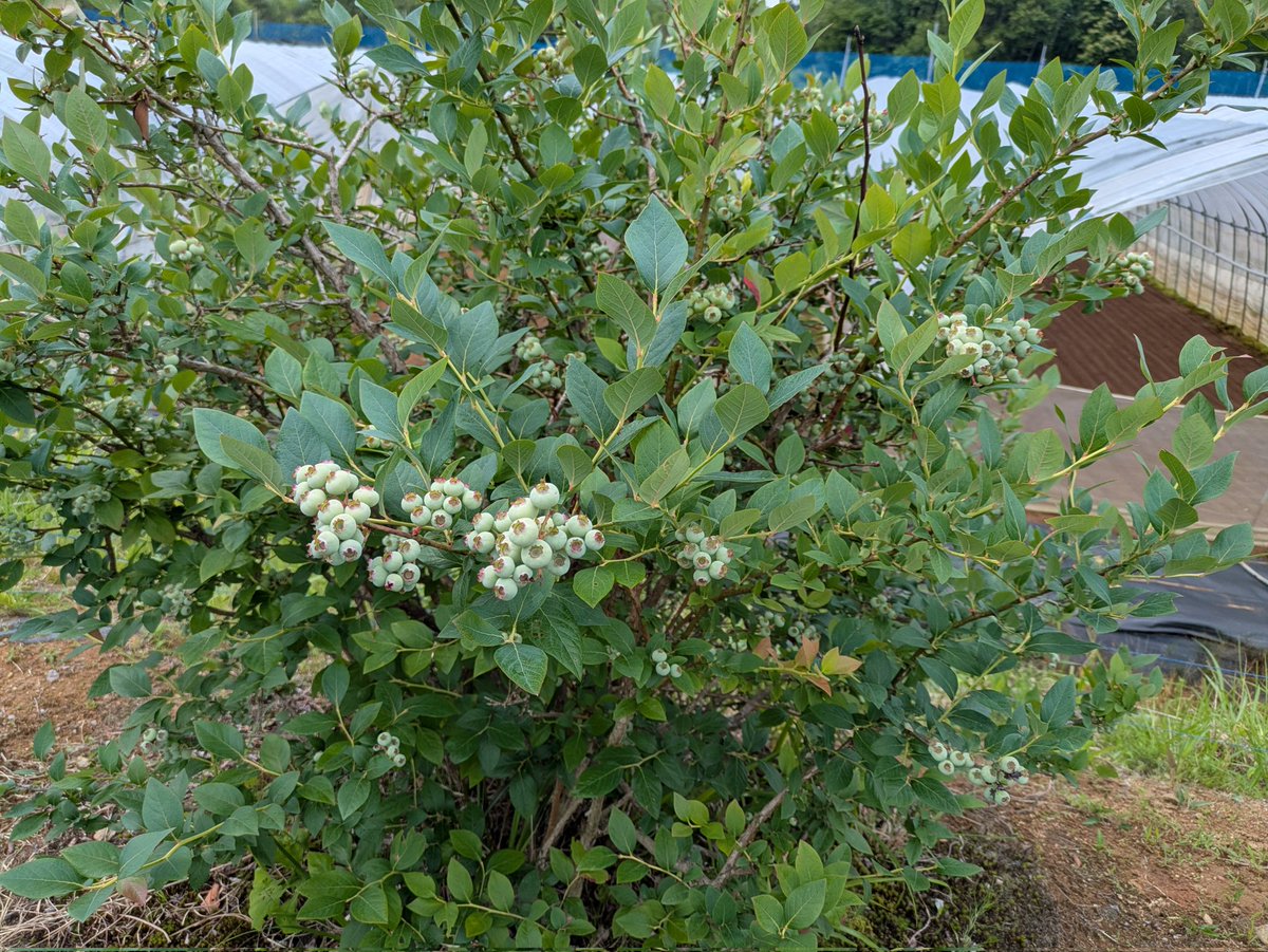 zep400kr's tweet photo. トマトハウスの横にある
ブルーベリー🫐の木

植えたのは30年近く前で
最初は3本ありましたが
1本は鹿に食べられて残った2本です

完全無農薬、無肥料で完全に
放ったらかし栽培です(笑)
それでも毎年いっぱい実が成ります🫐
ただし全然甘くないです😂
なのでほとんど鳥のエサになります🐦😂 https://t.co/xutfUFrJFo
