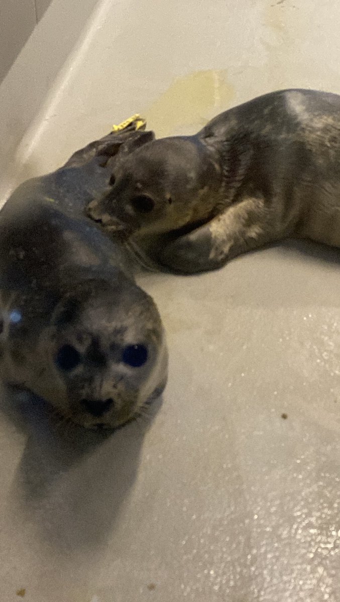 Seallover_Emily's tweet photo. 何度でも布教します
今回は特に在蘭邦人の皆さん、在欧邦人の皆さんに届けたいです。

今アザラシ幼稚園ことLauwersoog のワッデン海世界遺産センター内Zeehondencentrum では日本の名前の子アザラシたちが40匹近く保護されています

例を挙げるなら
抹茶、盆栽、うなぎ、横綱、豆腐、エビ、九州、先生などなど

こんな企画今後二度もあるかわかりません。
なのに昨日も今日も日本人は私しかいませんでした。

寂しいです、正直言って。

国際色豊かなスタッフさんたちはフレンドリー、付属のレストランのご飯は美味しい、土産も可愛い(写真はまた後日のお楽しみで)、何よりアザラシの赤ちゃんたちの可愛さが尋常じゃないです。

ヨーロッパに21万5千人くらいいるはずの日本人のみなさん、夏休みはぜひアザラシ幼稚園ことZeehondencentrum に来ませんか？