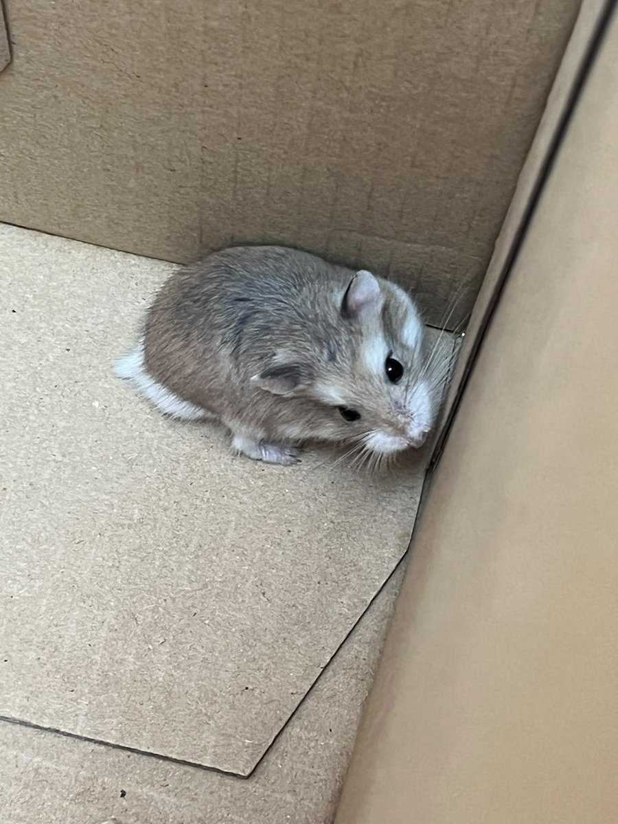 lanoetelocuenta's tweet photo. Al abrir la ofi ha entrado conmigo este hámster que, claramente es de alguien ya que esta bien alimentado. 

Estoy en zona Clot-Glòries, difundid porfa https://t.co/AJsJ7NUh2Z