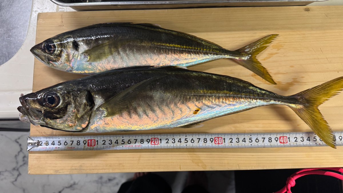 maume234's tweet photo. 先日ハマってしまった金谷のバカデカ鯵にまた行ってきました🐟さらに大きくなってた💦普段は「食べたい」のモチベーションが初めて「釣りたい」に🎣大潮で激流の80号ビシに追加の錘50号。手首壊れた😇下潮はずっと厳しく最後に潮が上がり始めてようやく釣れました🐥50cm釣れた😅 https://t.co/gV2QrgAO3E