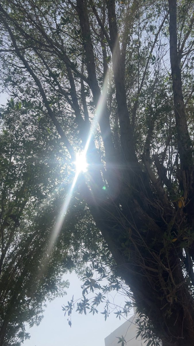 angvcz's tweet photo. ☀️☀️☀️☀️☀️☀️
أشعة الشمس https://t.co/0NGC1l64Zu