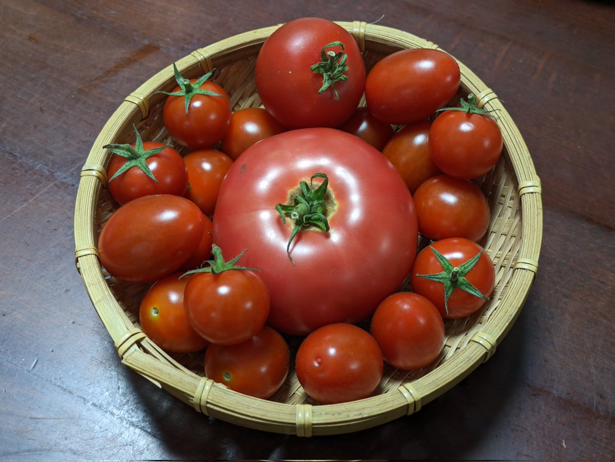 frunze11442's tweet photo. 昨晩の831
何か疲れていたので、お手軽スタミナ補給に再三のがっつりにんにくのやみつきトマト🍅🧄🌶️
今回のトマトは全てベランダの鉢植え産の自家栽培です
KAGOMEさんの高リコピントマトの苗からも収穫
ついでにしその葉も自家栽培です

#西友code831
#待ってろ西友
#カゴメC2機関
#提督料理部 https://t.co/Fa5dJlzRZS