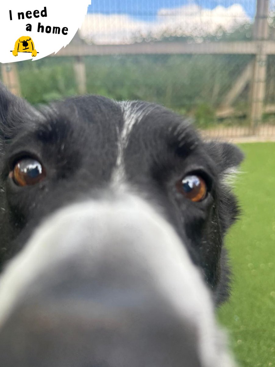 DT_Kenilworth's tweet photo. "Do you have a second to talk about adopting your new best friend?" π
Ollie is signing off as #DogOfTheMonth today, but this handsome gentleman is still searching for his forever home π‘
#AdoptMe #RescueDog #INeedAHome #Collie #BorderCollie https://t.co/Bk0PjYkcx8