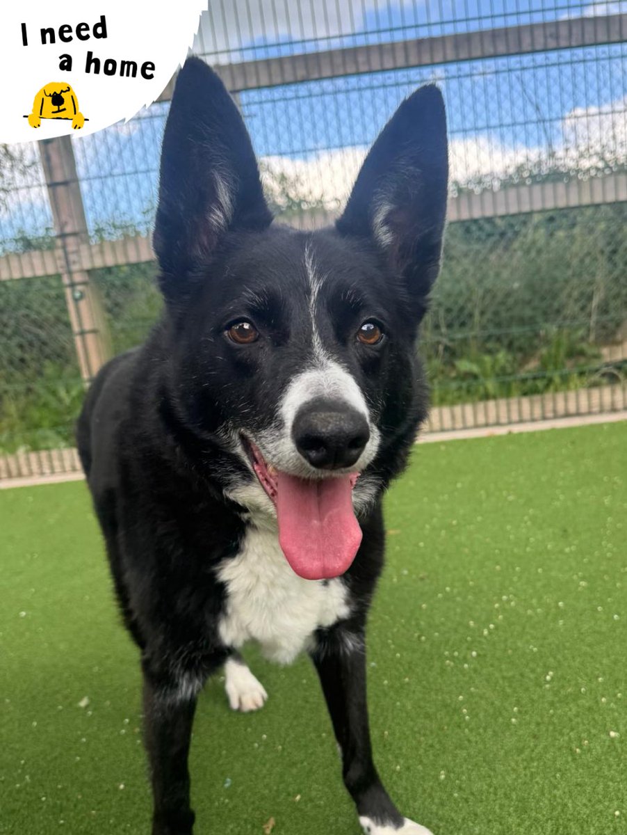 DT_Kenilworth's tweet photo. "Do you have a second to talk about adopting your new best friend?" π
Ollie is signing off as #DogOfTheMonth today, but this handsome gentleman is still searching for his forever home π‘
#AdoptMe #RescueDog #INeedAHome #Collie #BorderCollie https://t.co/Bk0PjYkcx8