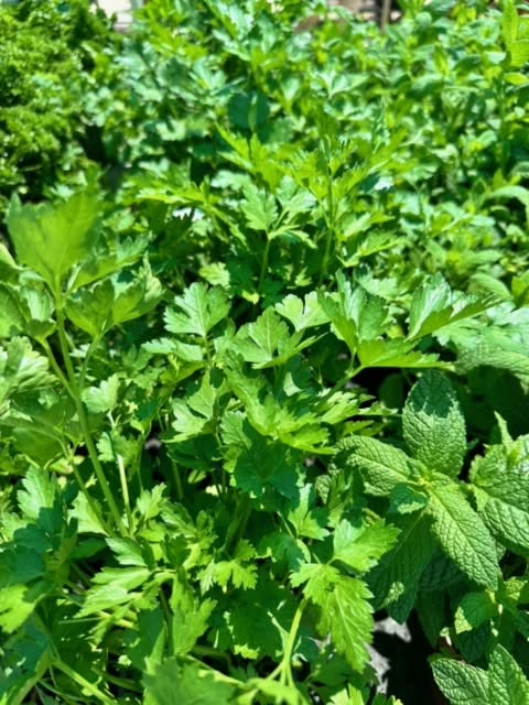 jardindalmau's tweet photo. Los perejiles son plantas aromáticas de crecimiento anual utilizadas por sus hojas de color verde intenso que actualmente se cultivan en todo el mundo. También crecen bien en interiores muy iluminados donde reciban, al menos, cinco horas de luz solar directa #produccionpropia https://t.co/Tcjdj4Z4ej