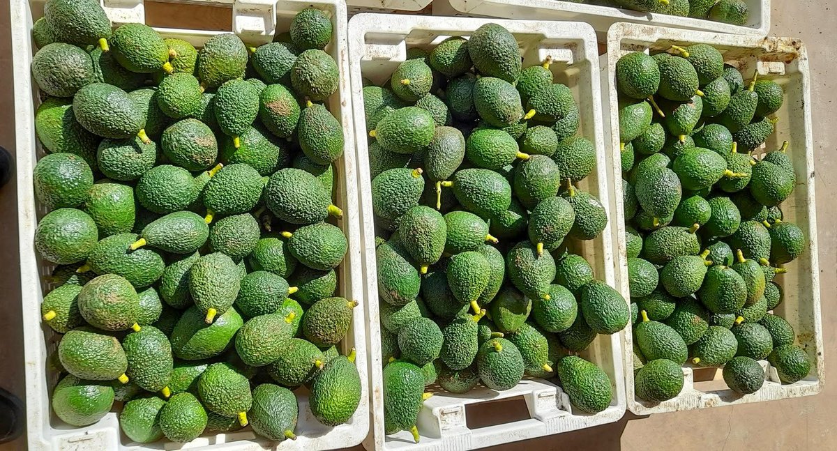 GhideonMusa's tweet photo. ኣቮካዶ ፍርያት ሃገርና !
The Eritrean Crops and Livestock Corporation (ECLC) is successfully harvesting avocados. At the Halhale Project now have over 10,000 avocado trees. They’re growing them together with coffee and olives, turning the land into productive farms.  
@MezmurBest #Eritrea 🥑😋 🇪🇷