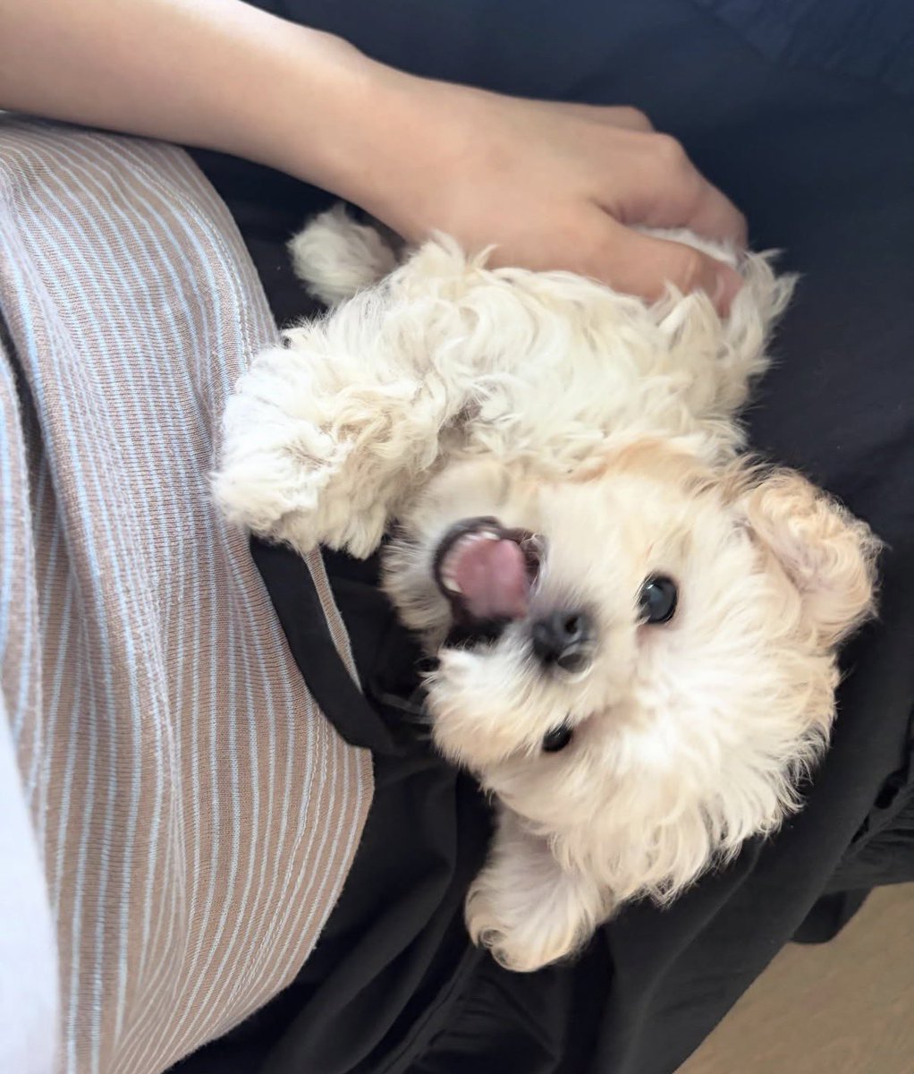 myujimin_'s tweet photo. มาย : โปเนียวหน้าเหมือนหมาเลย
ไอ่เนียว : มะได้เหมือนหมา นี่หน้าเหมือนหม่ามี๊ https://t.co/y4AroRY8Mf